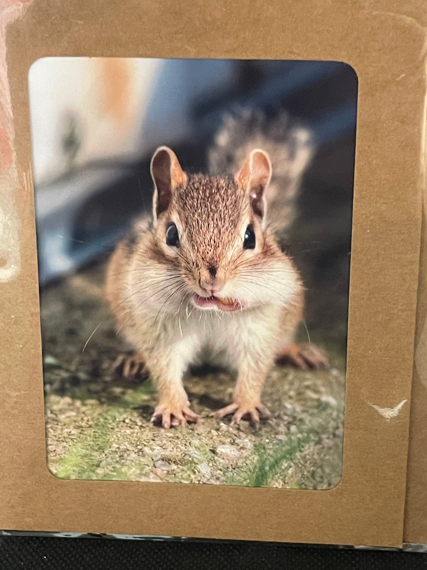 Blank Notecards